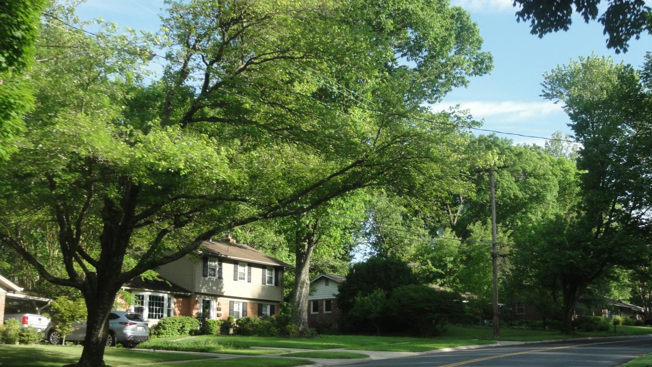 Curving suburban street lined with large leafy trees, houses, and blue sky
