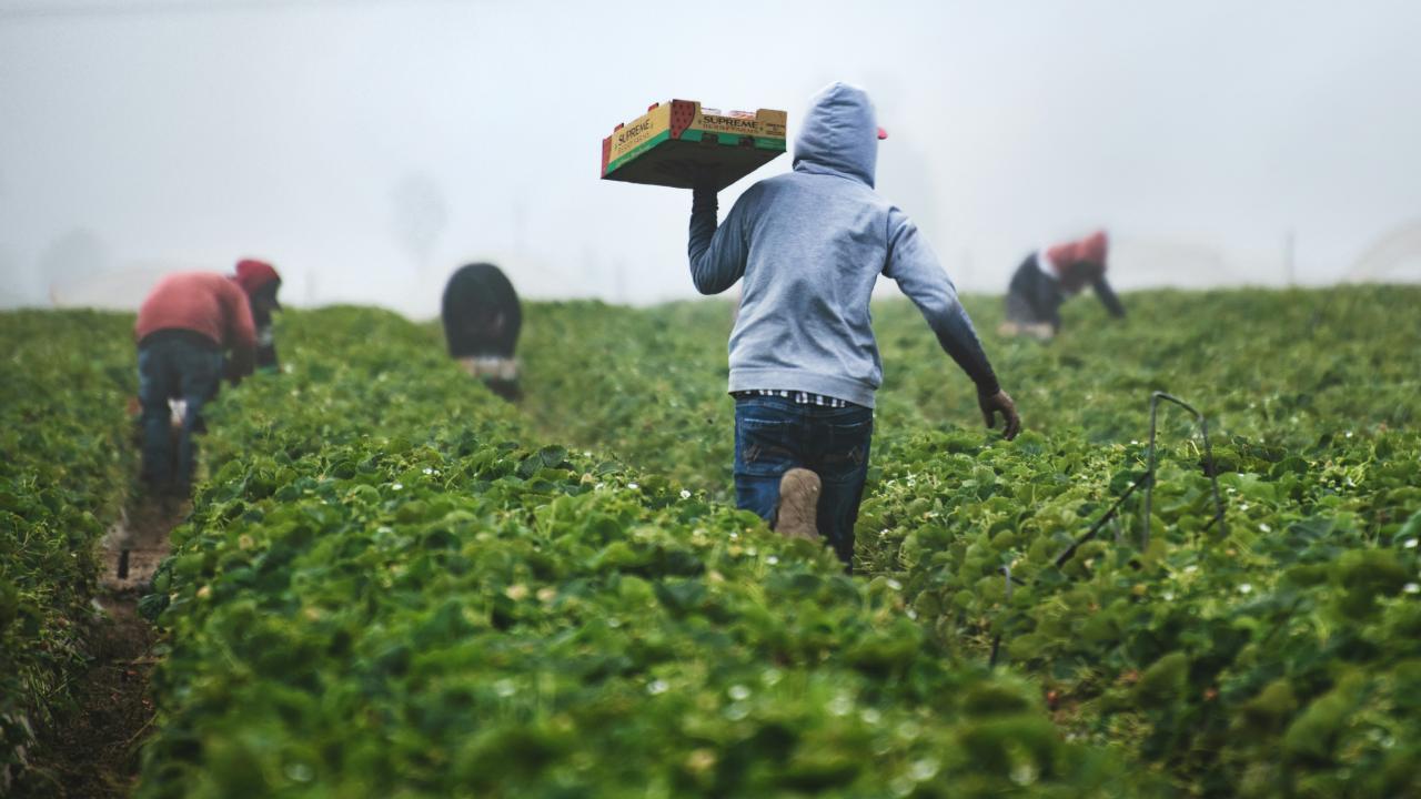 Man in a hoodie carrying strawberries from a field