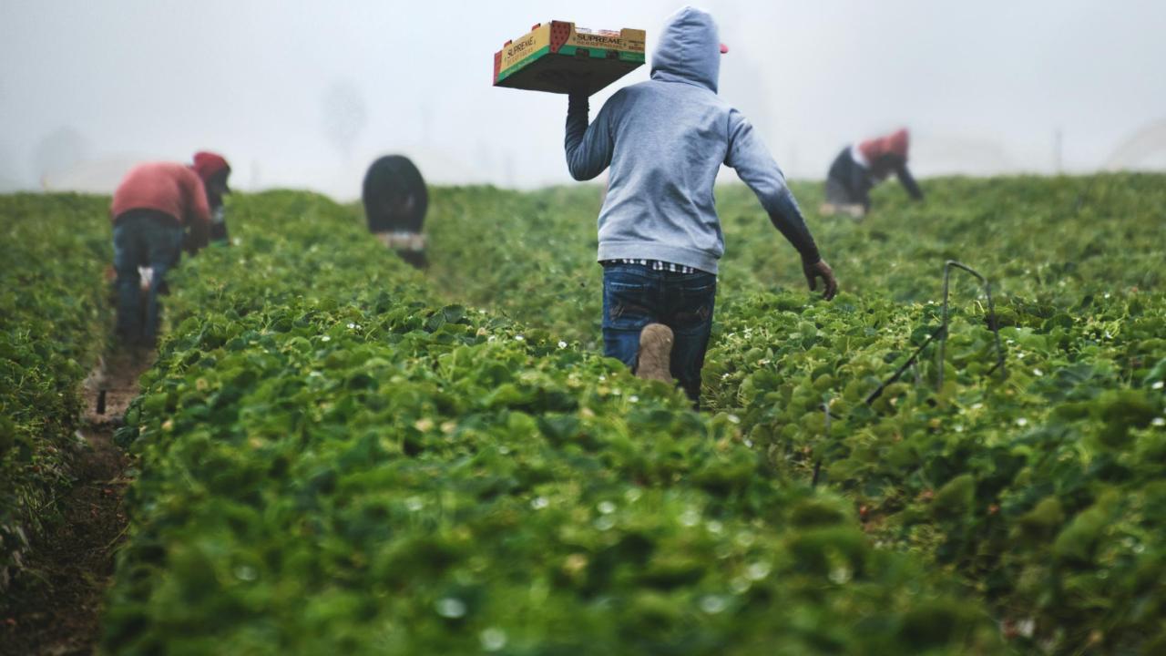 Man in a hoodie carrying strawberries from a field