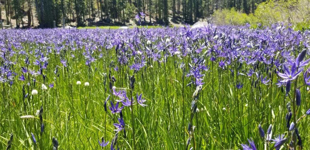 Montane meadow