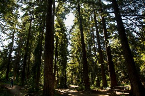 Redwood trees
