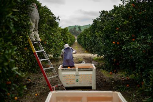 Citrus grow in Exeter, CA