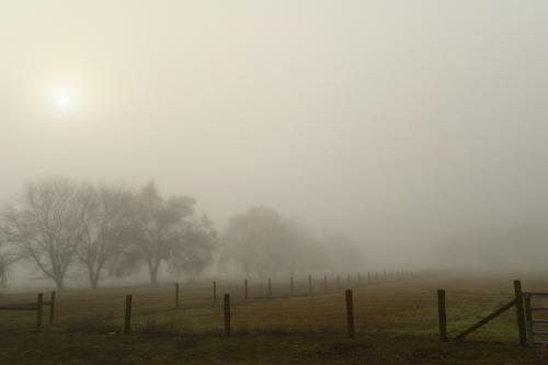 Foggy landscape