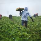Man in a hoodie carrying strawberries from a field